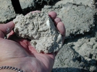 Vertical insect burrows in the muds of the Musafa Channel Section Abu Dhabi