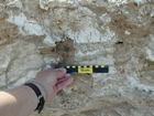 Note anhydrite layer and nodules (white-grey material that looks like cream cheese) in a matrix of storm washover and outwash (light brown sediment). This layer just above the marine water table and below the surface halite crusts. Note the vertical tubes (filled with the darker sediment) penetrating the anhydrite nodules and layers. These tubes have smooth curvillinar walls that appear to have been produced by small insects. Musafa Channel Section Abu Dhabi