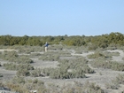 Dhabaiya Mangrove and Crab Burrows