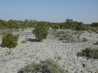 Dhabaiya Mangrove and Crab Burrows