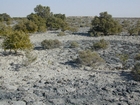 Dhabaiya Mangroves and Crab Burrows