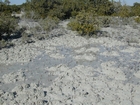 Dhabaiya Mangroves and Crab Burrows