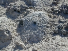 Dhabaiya Crab Burrows