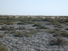 Dhabaiya Dunes Halophytes and Crab Burrows