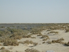 Dhabaiya Dunes Halophytes and Cyanobacteria mats