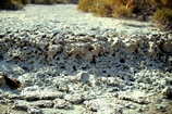 Abu Dhabi Crab Burrows in creek bank