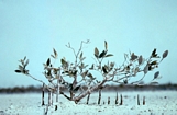 Abu Dhabi Mangrove
