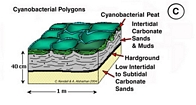 Cyanobacteria Polygons Qanatir