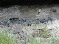 Breathitt Formation Pennsylvania Louisa