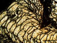 Skeletal - Corals through Echinoids