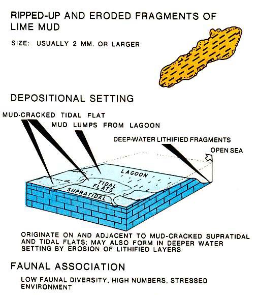 Characteristics of intraclasts