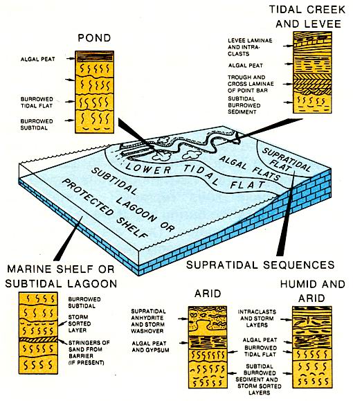Landward margin of epeiric sea or protected lagoon