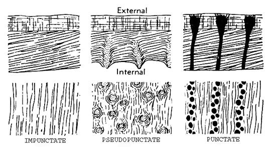 (Moore et al., 1952)