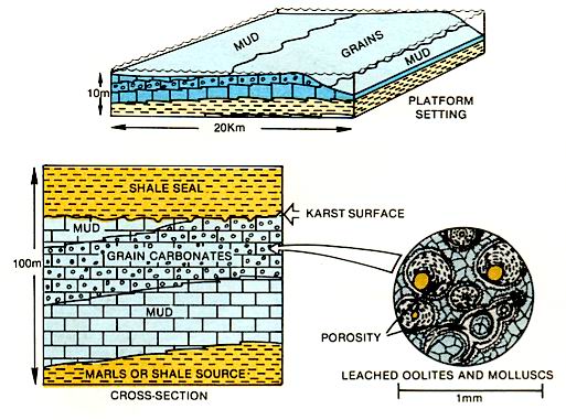 Prograding carbonate sand terminated by exposure.