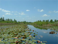 Eastern Okefenokee Swamp