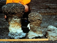 Shark Bay Stromatolites