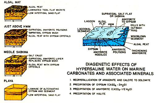 Supratidal evaporites