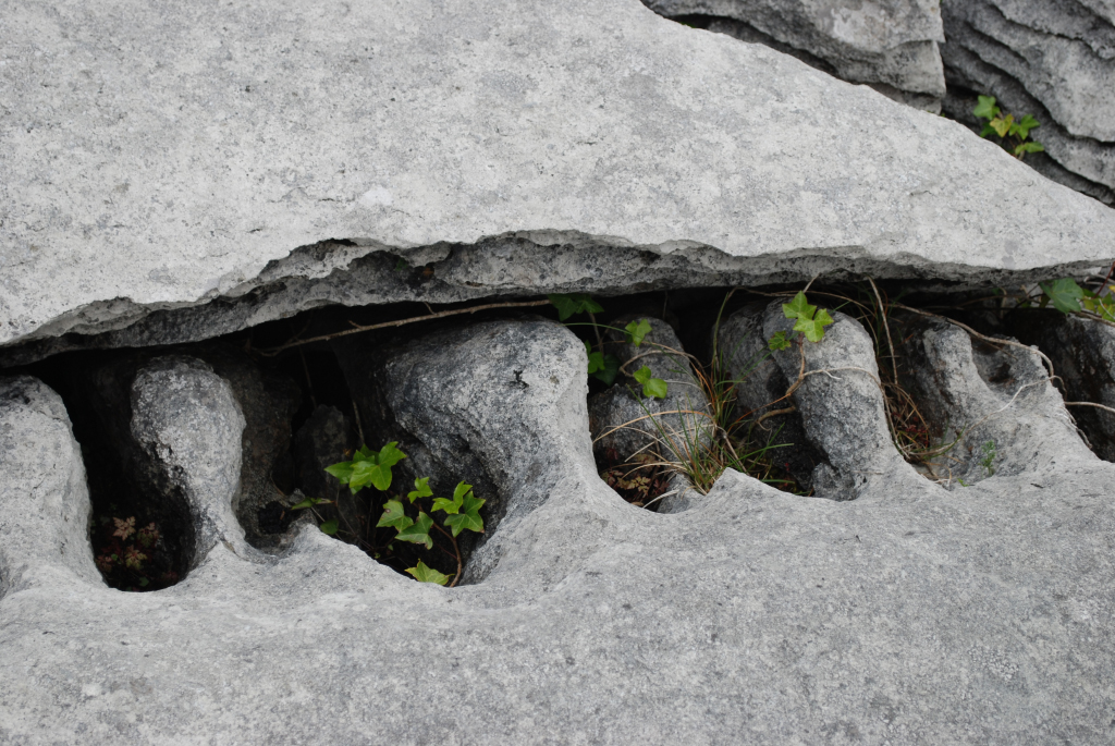 Sheshymore Limestone Gallery - SEPM Strata