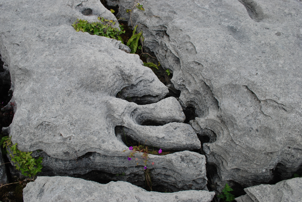 Sheshymore Limestone Gallery - SEPM Strata