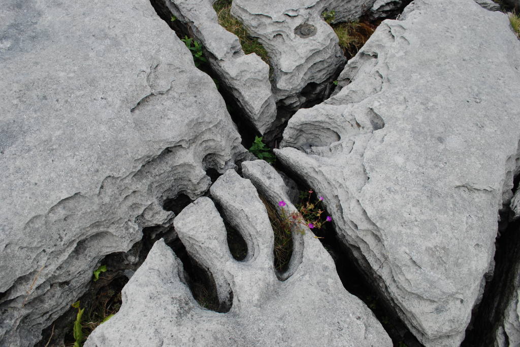 Sheshymore Limestone Gallery - SEPM Strata