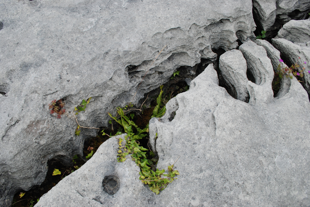 Sheshymore Limestone Gallery - SEPM Strata