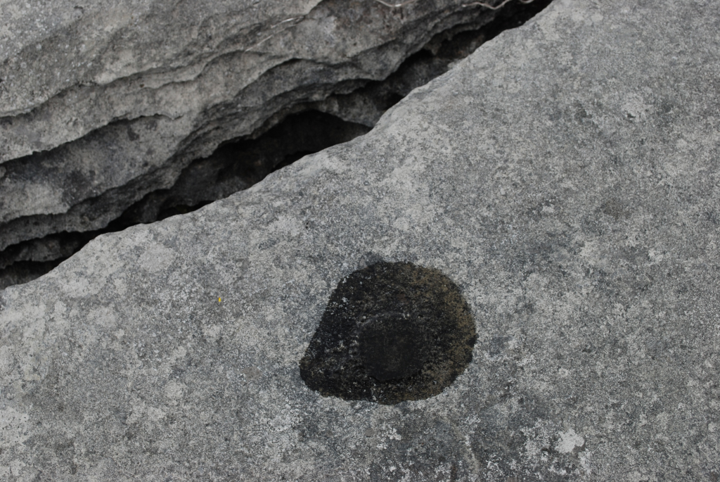 Sheshymore Limestone Gallery - SEPM Strata